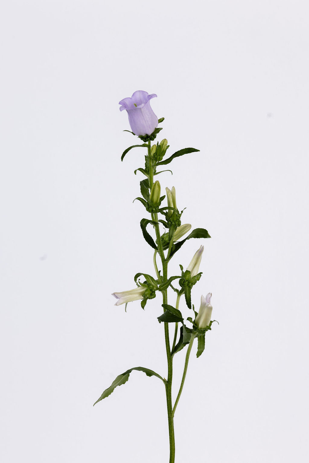 Campanula Blau