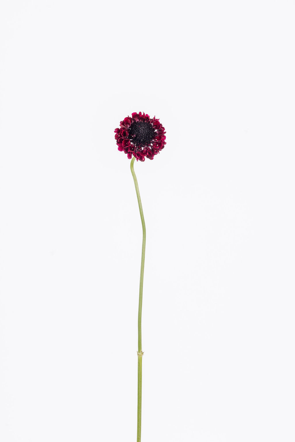 Scabiosa Bordeaux (Witwenblume) mit samtigen weinroten Blüten auf elegantem Stiel