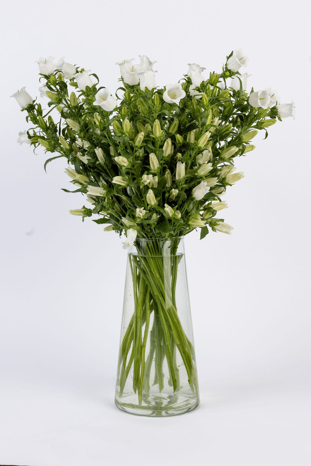 Campanula Weiss