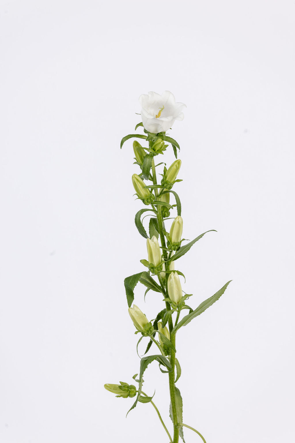 Campanula Weiss