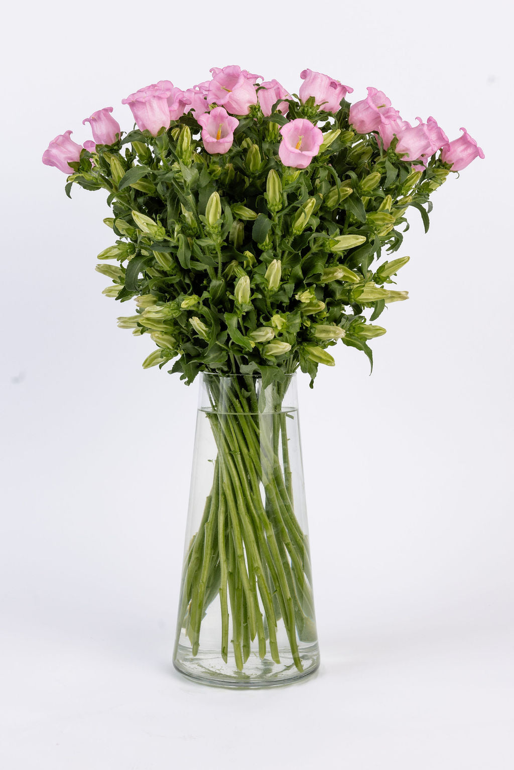 Campanula Pink
