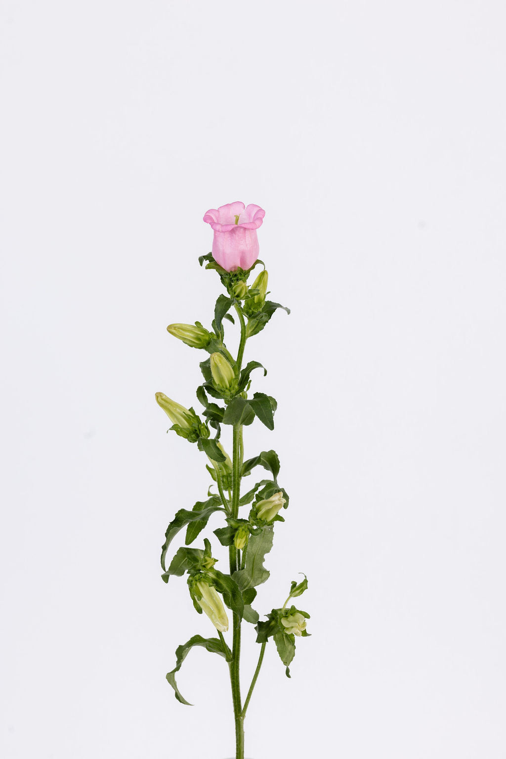 Campanula Pink