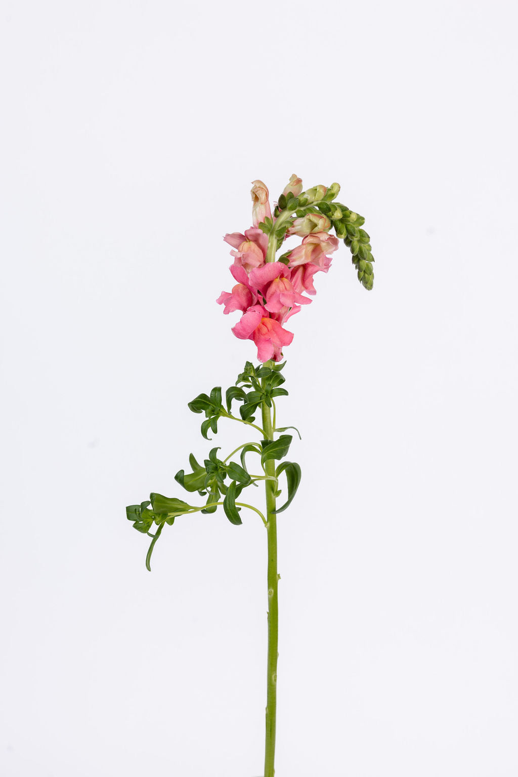 Löwenmäulchen Rosa
