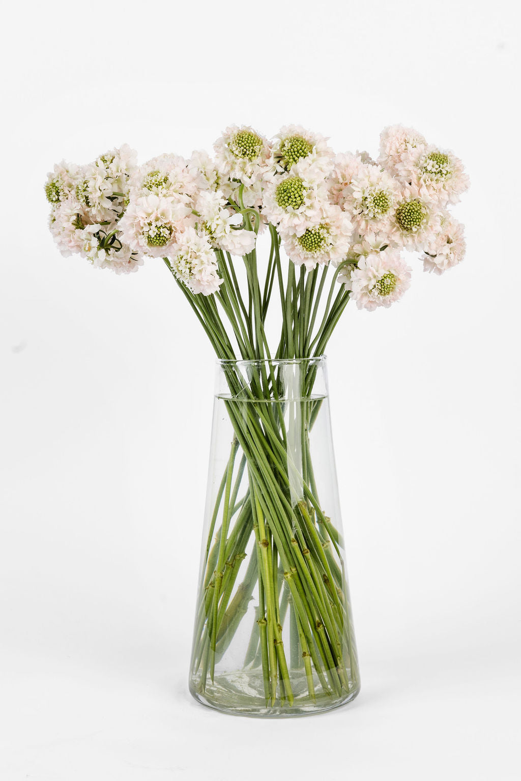 Scabiosa Rosa