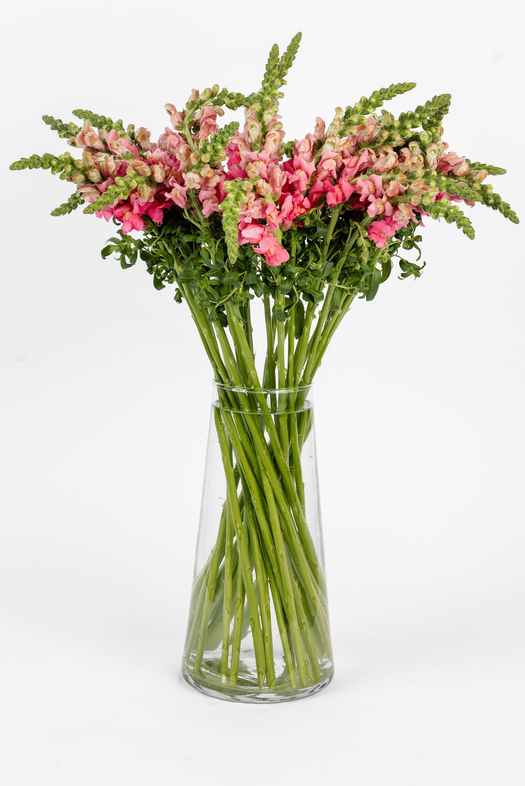 Löwenmäulchen Rosa