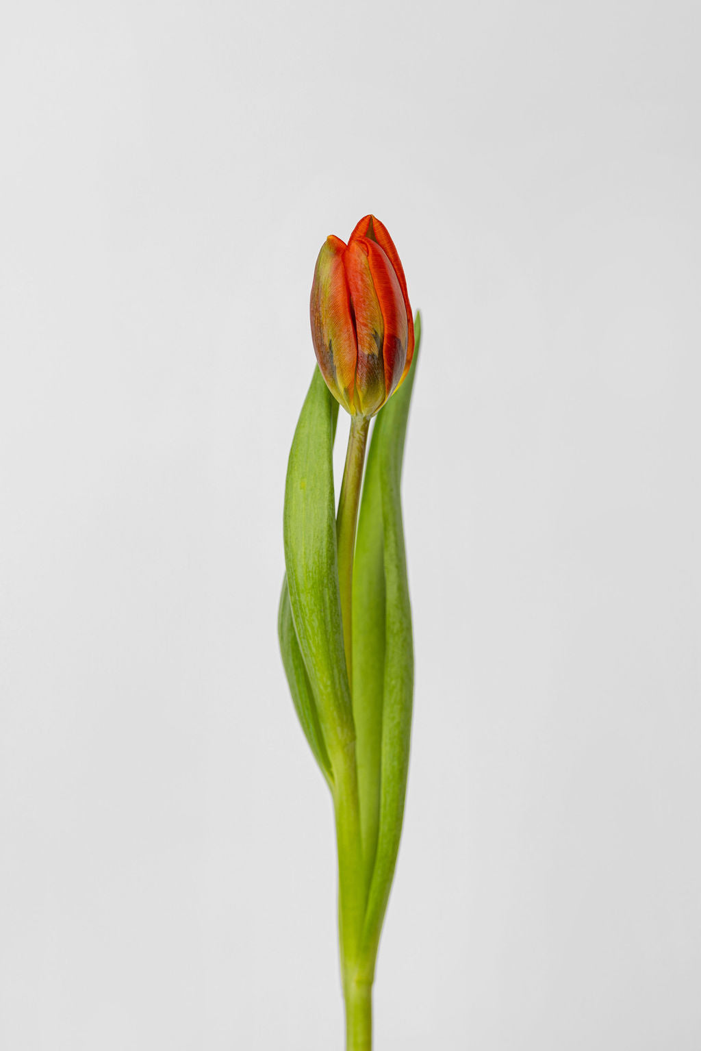 Tulpen Orange